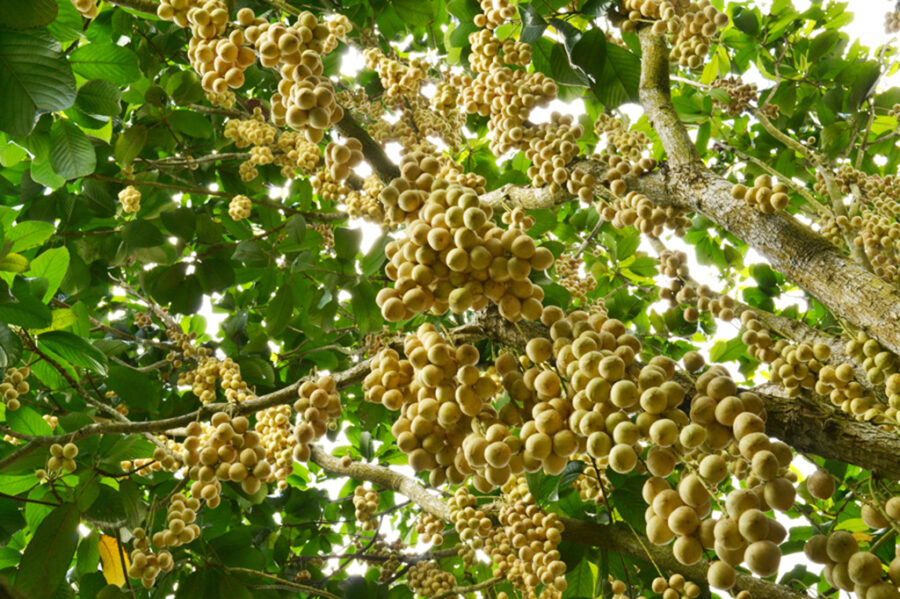 giaoduong2_637019178639735440